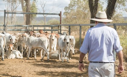 Cattle yards outside of Rockhampton, Central Queensland. (Photo supplied QAAFI).